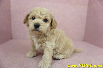 11/08泰迪比熊公幼犬2號(新北淡水)7