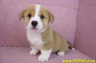 12/15雙色柯基犬母幼犬(桃園大園)9