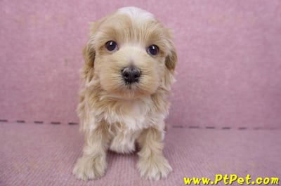 02/20馬爾泰迪母幼犬1號(新竹市)2