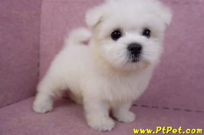 03/20馬爾濟斯公幼犬7