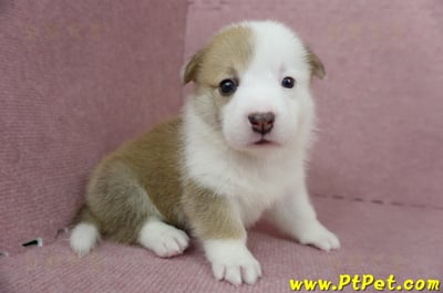 04/14雙色柯基犬母幼犬3號(屏東里港)3