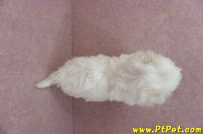 01/12比熊犬公幼犬(屏東市)11