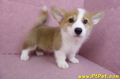 10/10雙色柯基犬母幼犬(高雄大寮)8