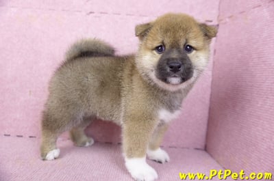 01/11赤色柴犬母幼犬(屏東竹田)7