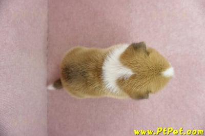 04/01雙色柯基犬公幼犬(屏東九如)7