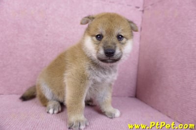 12/10赤色柴犬母幼犬5