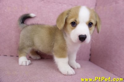 08/29雙色柯基犬母幼犬1號6