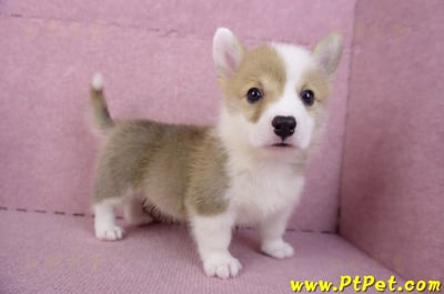 10/13雙色柯基犬公幼犬2號(台中南屯)7