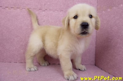 07/18黃金獵犬母幼犬(嘉義)8