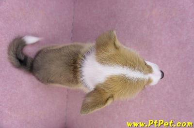 10/10雙色柯基犬母幼犬1號(宜蘭市)14