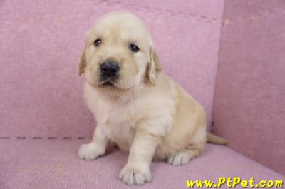 11/14黃金獵犬母幼犬3號(高雄左營)5