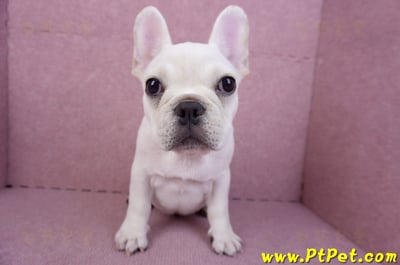 07/25奶油色法國鬥牛母幼犬(ASHTON, MD, USA)2