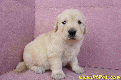 11/14黃金獵犬母幼犬2號(新竹)3