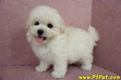 03/31奶油色馬爾泰迪母幼犬(桃園蘆竹)13