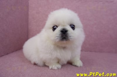 07/24北京狗公幼犬(高雄旗山)4
