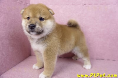 02/06赤色柴犬母幼犬1號(屏東潮州)9