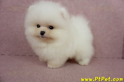 03/14迷你型松鼠白博美公幼犬2號(台北士林)11