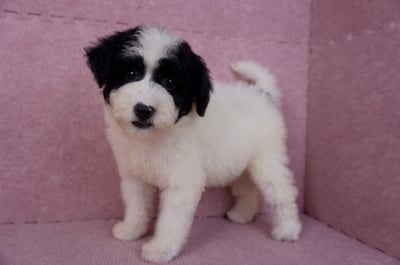 07/10迷你型花貴賓母幼犬(高雄楠梓)7