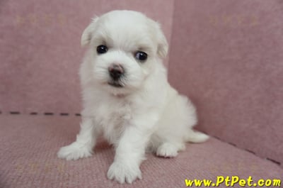 05/28迷你型馬爾濟斯母幼犬(屏東長治)8