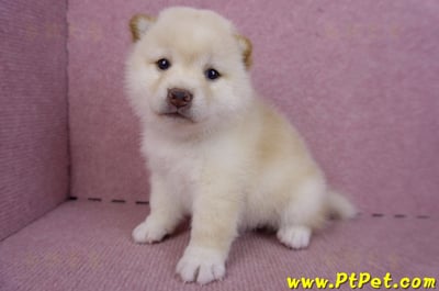 09/21白色柴犬母幼犬2號(高雄新興)6