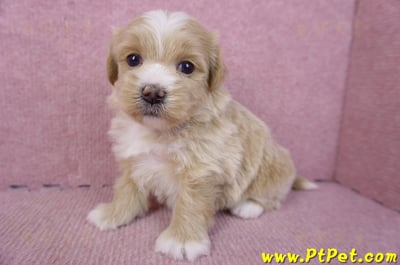 01/30馬爾泰迪公幼犬3號5