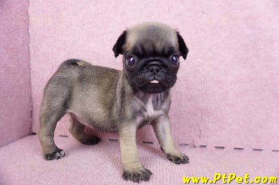 09/08巴哥母幼犬2號(桃園楊梅)7