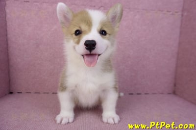 10/13雙色柯基犬公幼犬2號(台中南屯)2