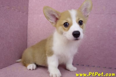 05/27雙色柯基犬公幼犬(台中西屯)6