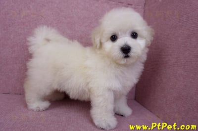 07/22比熊犬母幼犬2號(桃園平鎮)8