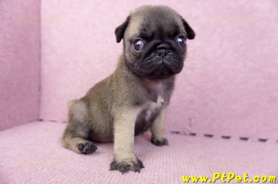 07/09巴哥母幼犬2號(桃園觀音)4