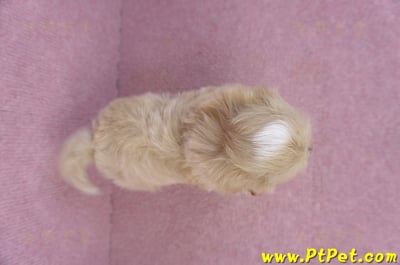 10/18馬爾泰迪公幼犬2號(高雄三民)11