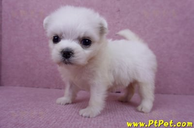 07/26迷你型馬爾濟斯 I 母幼犬(高雄大社)7