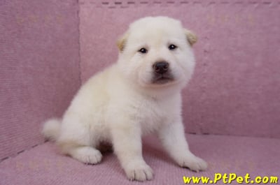 05/24白色柴犬公幼犬1號2