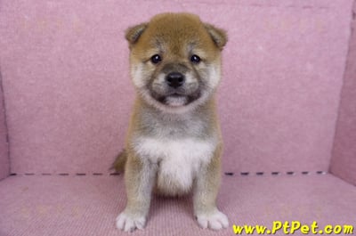 07/11赤色柴犬母幼犬1號(新北中和)2