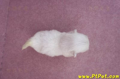 03/20馬爾濟斯母幼犬2號6