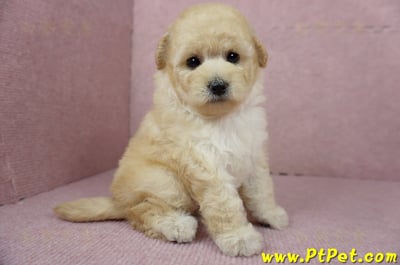 11/26迷你型奶油貴賓母幼犬(台東市)4