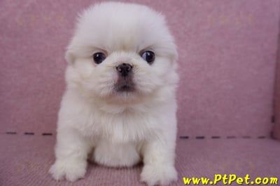 10/31北京狗母幼犬(新北新莊)3