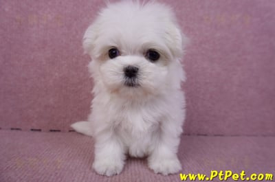 11/20馬爾濟斯母幼犬3