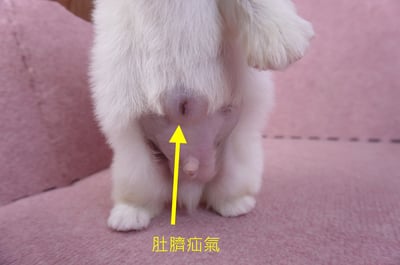 10/31北京狗公幼犬(台北松山)8