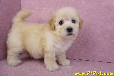 09/23泰迪比熊母幼犬(高雄鳳山)7