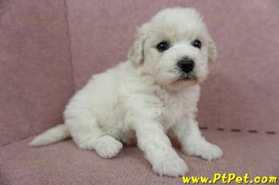 05/22比熊犬母幼犬(高雄仁武)4