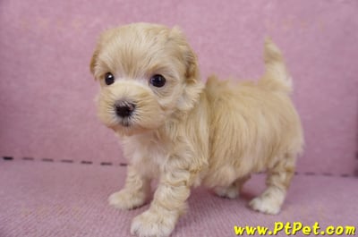 11/02馬爾泰迪 II 公幼犬1號(偏小)(花蓮壽豐)8