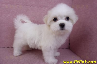 09/21馬爾濟斯母幼犬(花蓮市)6