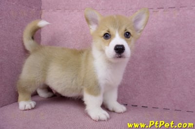 08/05雙色柯基犬公幼犬2號(屏東潮州)5