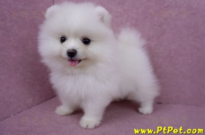 05/22迷你型松鼠白博美公幼犬(高雄美濃)12