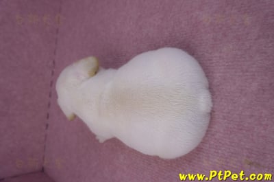 03/21奶白色法國鬥牛公幼犬2號(基隆仁愛)7