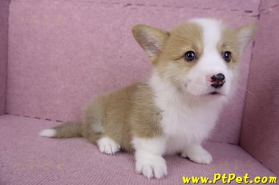 11/05雙色柯基犬公幼犬1號(高雄三民)7