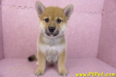 05/20赤色柴犬母幼犬1