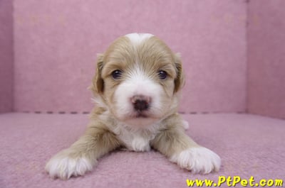 01/30馬爾泰迪公幼犬1號1