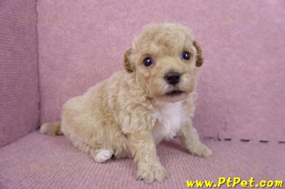 09/23泰迪比熊母幼犬2號(屏東里港)4